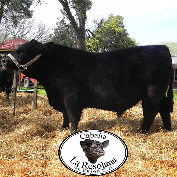 expo rural madariaga